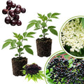 2 Black Elderberry Trees Live Plants, Backyard Berry Plant, 10-12 Inch Tall