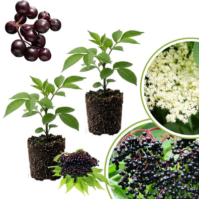 2 Black Elderberry Trees Live Plants, Backyard Berry Plant, 10-12 Inch Tall