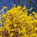 Forsythia Plants Live in Pot, 8 to 10 Inch Tall Lynwood Gold Forsythia Plant Potted, Forsythia Plants for Indoor Outdoor Garden