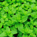 3 Spearmint Plants Live, Mint Herb Plants, 4 to 6 Inc Tall, Fragrant Perennial Plants for Gardening Outdoor, No Pot