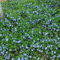4 Live Vinca Minor Plants Live in 4 Inc Pot, Live Ground Cover Plants for Garden Growing