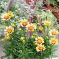 Sunset Coreopsis Plant Live, 3-5 Inch Tall, Hardy Yellow Tickseed Flower Plant for Outdoor Gardens, No Pot