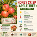 Honey Crisp Apple Tree Live Plant, Apple Fruit Tree, 6-10 Inch Tall