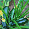 Set 2 Green Squash Zucchini Plants Live Vegetable Plant, 5-7''