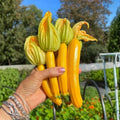 2 Summer Squash Plants Live 4'' Pot, Edible Squash Plant for Raised Beds, Patio Containers or Outdoor Growing, 2 Plants per Pot