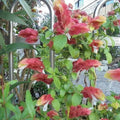 Live Red Shrimp Plants for Garden 5 Inc to 7 Inc Tall, Easy to Plant, 2 Plants, Red Shrimp Live Plants, Shrimp Well Rooted for Growing Indoor Outdoor, Shrimp Plants Live