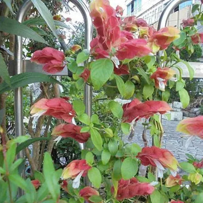 Live Red Shrimp Plants for Garden 5 Inc to 7 Inc Tall, Easy to Plant, 2 Plants, Red Shrimp Live Plants, Shrimp Well Rooted for Growing Indoor Outdoor, Shrimp Plants Live