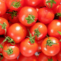 Tomato Plant Live 4 Inch Pot, Small Fruit Tomato Plant for Raised Beds, Patio Containers or Outdoor Growing, 4-6 Inches (Cherry Tomato)