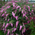 Potted Butterfly Bush Live Plant, 5-9" in Tall, Cold Hardy, Spring Outdoor PlantingBlooms Summer to Fall, Dormant in Winter (Rich Pink Buddleia Plant)