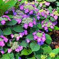 Cold Hardy Hydrangea Live Plant Tree, 5"-10" Hydrangea Bush Live Shrub Starter Plants, Dormant in Winter, Purple to Pink Blue Color Blooms