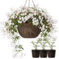 Fragrant Blooming Jasmine Plant Live Potted, Pink American Jasmine Flower Plant 5-12" for Garden and Patio Growing