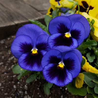 Pansy Plants in 4 Inch Pot, Mix Colorful Bloom Pansies Plant for Planting, Live Pansy Plants