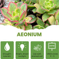 Easy Care Aeonium Plant Live 4” Pot, Rare Succulents Plants Live, Well Rooted, Easy Care House Plants (Green with Pink)
