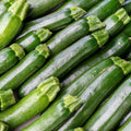 Green Zucchini Live Plant, Zucchini Vegetable Vine Plant, 4-7" Tall in Pot