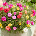 4 Assorted Portulaca Live Plants, Moss Rose Portulaca Plants 4-8'' Tall, Rare Flower for Outdoor Garden, Containers or Patio