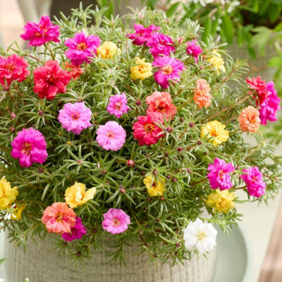 4 Assorted Portulaca Live Plants, Moss Rose Portulaca Plants 4-8'' Tall, Rare Flower for Outdoor Garden, Containers or Patio