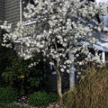 Star Magnolia Tree Live Plant, White Magnolia Shrub Tree Live Plant in 2.5" Pot, 6-12 Inches Tall