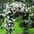 White Rose Live Plant, Can Grow As Rose Bushes Shrubs or Climbing, Fragrant Ready to Plant, Starter Size, 5 to 10 Inc Tall, Dormant in Winter
