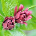 Sweet Shrub Bush Plant, 6 to 12 Inch Tall Starter Plant in Quart Pot