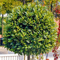 Laurus Nobilis Bay Leaf Tree Live Plant, Sweet Bay Laurel Plant Live in 6 to 9 Inches Tall Ready to Grow, Bay Laurel Sweet Bay Herbs