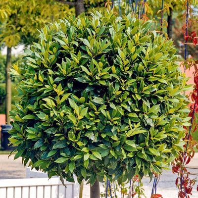 Laurus Nobilis Bay Leaf Tree Live Plant, Sweet Bay Laurel Plant Live in 6 to 9 Inches Tall Ready to Grow, Bay Laurel Sweet Bay Herbs