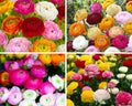 Mixed Ranunculus Flowers Bulbs for Spring Planting, Perennial Flower Bulbs, Early Spring Flower to Plant Outside, Colorful Blooms Groundcover Bulbs, Top Size