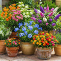 2 Mix Flower Plants Live, Assorted Lantana, Plumbago, Buddleia, Milkweed Plants Live, 4 to 6 Inc Tall, Flower Collection Garden