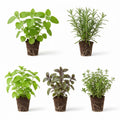 Set 3 Assorted Herb Plants, 3 to 6 Inch Tall Mixed Herb Starter Plants, Oregano, Rosemary, Lemon Balm, Lavender, Mint and Other Varieties, Without Pot, Fragrant Herbs Plant for Garden