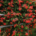 Fragrant Climbing Honeysuckle Plant Live Vine, Lonicera Perennial Honeysuckle Plants 5 to 9 Inches Tall (Major Wheeler)