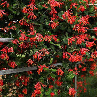 Fragrant Climbing Honeysuckle Plant Live Vine, Lonicera Perennial Honeysuckle Plants 5 to 9 Inches Tall (Major Wheeler)