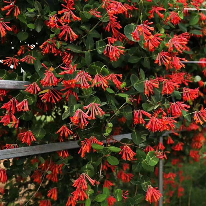 Fragrant Climbing Honeysuckle Plant Live Vine, Lonicera Perennial Honeysuckle Plants 5 to 9 Inches Tall (Major Wheeler)