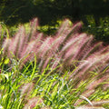 Red Grass Plant Live in 3.5 Inch Pot, Ornamental Grass Live Plant for Growing Your Garden