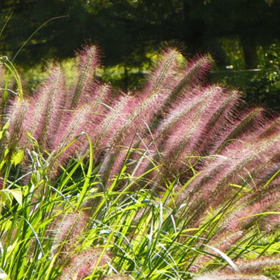 Red Grass Plant Live in 3.5 Inch Pot, Ornamental Grass Live Plant for Growing Your Garden