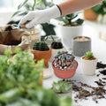 Lithops Live Plants Mix Lithop Succulents Plants Live, 30 Rock Living Stone Succulent Live Plants Large Size Full Bloom Garden