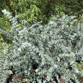 Eucalyptus Plant Live in 2.5" Pot, Baby Blue Eucalyptus Tree Live, Vibrant Blue, Fragrant, Starter Plants, Cold Hardy, Dormant in Winter