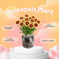 Sunset Coreopsis Plant Live, 3-5 Inch Tall, Hardy Yellow Tickseed Flower Plant for Outdoor Gardens, No Pot