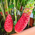 3Pcs Shampoo Ginger Rhizomes, Live Awapuhi Shampoo Ginger Roots for Planting, Zingiber Zerumbet Fresh Ginger Plant Live, Pinecone Ginger