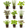 4 Assorted Herbs Plants, Mixed Herb Plants, Basil, Rosemary, Mint, Lemon Balm, and Other Varieties, 3-6" Live Herbs Collection for Indoors Outdoors Garden, Kitchen, Well Rooted, No Pot