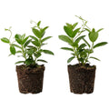 Set 2 Red Mandevilla Live Plants, 5-9" Tall Mandevilla Plant Potted, Well Rooted Perennial Flowers Shrub Plants, Ornamental Plants for Outdoors