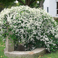 Clematis Vine Plants Live in Pot, 8 Months Old Seedlings Climbing Flowering, Outdoor Trellis Fences, Cold Hardy (Sweet Autumn Clematis)