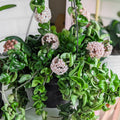 Hoya Plant Live Houseplants, Hoya Live Plant, in 4" Pot, Hoya Hindu Rope, Low-Maintenance Indoor Hanging Plant