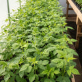 Raspberry Plant Live for Planting 6 to 12 Inch Height, Raspberry Bush Live Plant to Grow, Sweet Raspberries Seedling (Everbearing Raspberry)