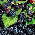 Sweet Thornless BlackBerry Plants Live for Planting, 8 Months Old BlackBerry Fruit Tree for Growing Outdoor, High Yielding, Dormant in Winter