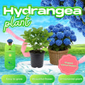 Blue Hydrangea Bush Live Plant, Cold Hardy Flowering Shrub, 1-1.5 Ft Tall