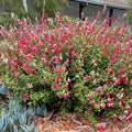 3 Bicolor Salvia Plants Live, Vibrant Sage Salvia Bushes 4-6'' Tall, Hardy Perennial Flowering Shrubs for Outdoor Garden