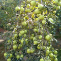 Green Apple Tree Live Plant, 2-3 Feet Tall Fruit Tree
