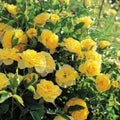 Fragrant Rose Plant Live Bush Shrub or Climbing, Old-Fashioned Roses Summer Rebloomer in 2.5 Inch Pot, Lanscape Rose Plant (Assorted) (Butter Yellow)