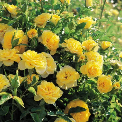Fragrant Rose Plant Live Bush Shrub or Climbing, Old-Fashioned Roses Summer Rebloomer in 2.5 Inch Pot, Lanscape Rose Plant (Assorted) (Butter Yellow)