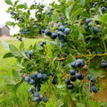 Northern Highbush Blueberry Live Plant, 4 Inches Pot, Sweet Blueberry Fruit Bush Live Plant for Planting in Garden, Spring Plant