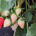 Set 10 Strawberry Bare Roots, Strawberry Plant Live, 5 to 7 Inc Tall, Fruit Garden (White)
